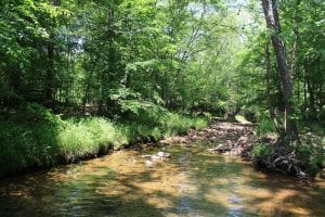 Coldwater State Forest